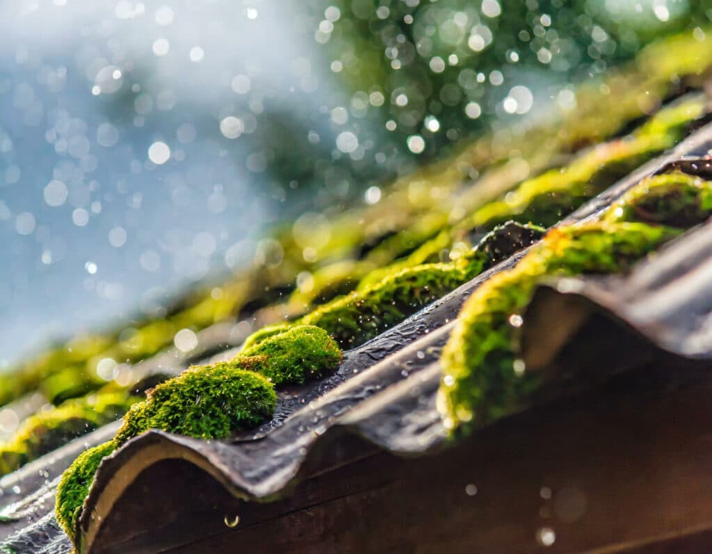 Gros plan sur une toiture recouverte de mousse en Seine-et-Marne, près de Claye-Souilly